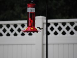 hummingbirds_in_the_yard_kolibrier_i_hagen_6_20140718_2098683157