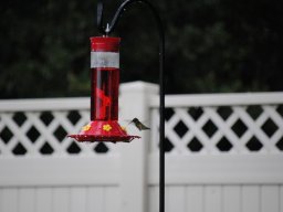 hummingbirds_in_the_yard_kolibrier_i_hagen_7_20140718_1979688454