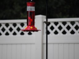 hummingbirds_in_the_yard_kolibrier_i_hagen_8_20140718_1284019410