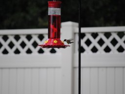 hummingbirds_in_the_yard_kolibrier_i_hagen_9_20140718_1549605210