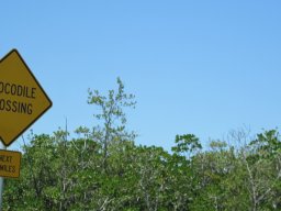 damn_crocodiles_-_they_are_everywhere_d_1_20141115_1253270112