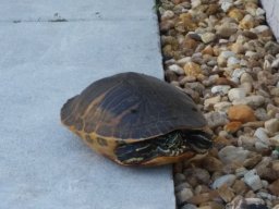 2015_pictures_8_20160622_1996361695