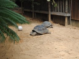 akkurat_som_en_norsk_sprinter_alligator_farm_-_2011_1_20140123_1720623979
